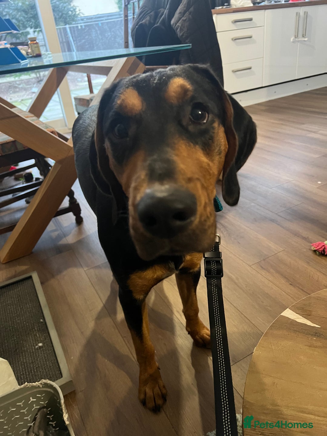 Mixed Breed dogs for sale: Dobermann mix 9 month old male - Image 6
