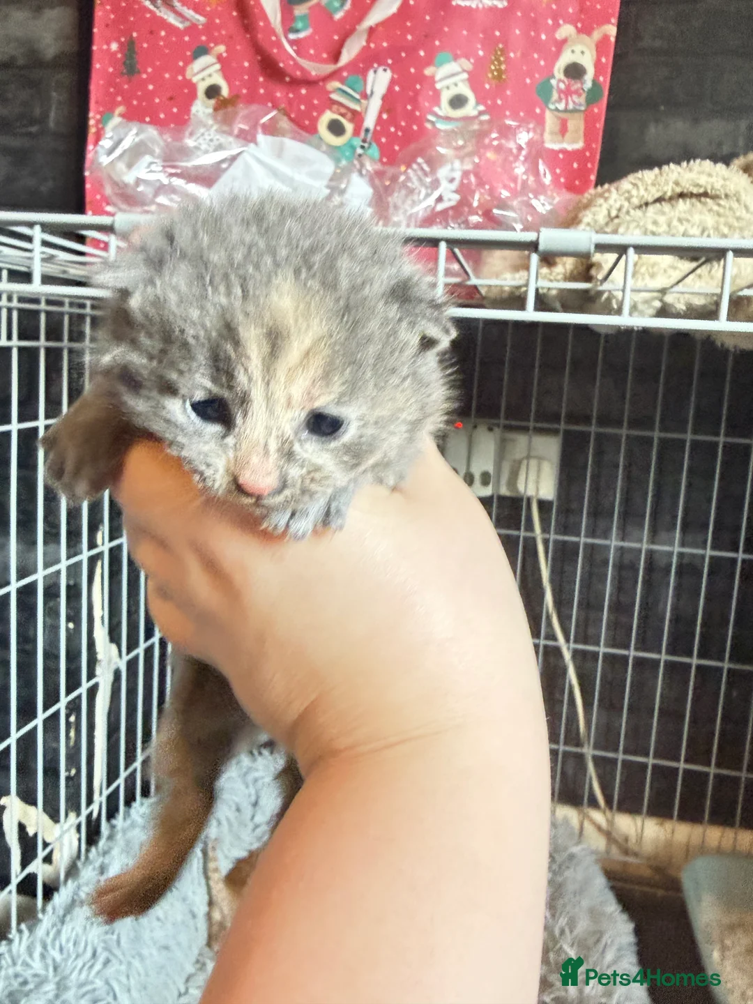 Mixed Breed cats for sale: 5 kittens  - Advert 11