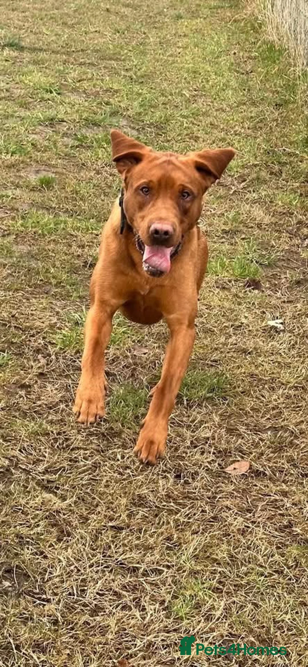 Labrador Retriever dogs for stud: Beautiful Red Fox Labrador for Stud KC Registered in Preston - Advert 6