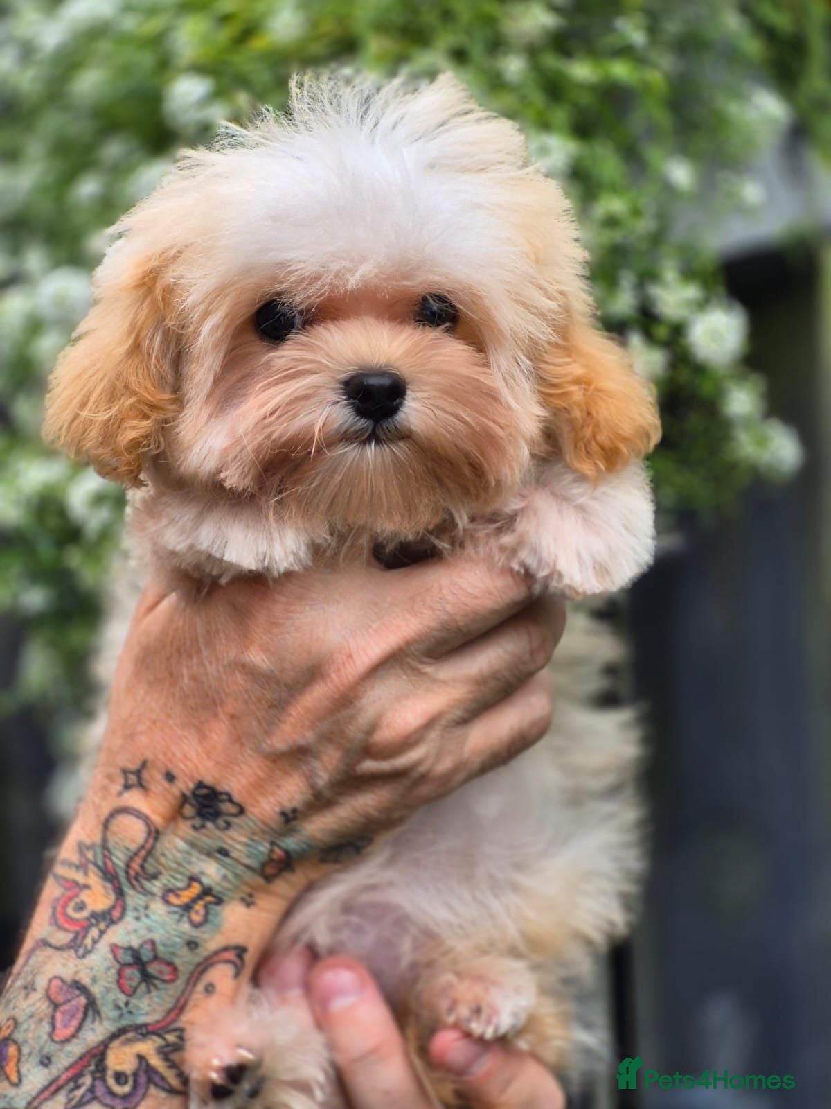 Maltipoo dogs READY Amazing TINY Korean Maltipoo Female Puppies. - Advert 1