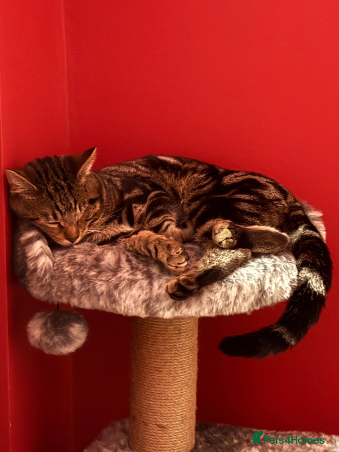 Mixed Breed cats for sale: 6 month old male tabby cat for sale - Advert 5