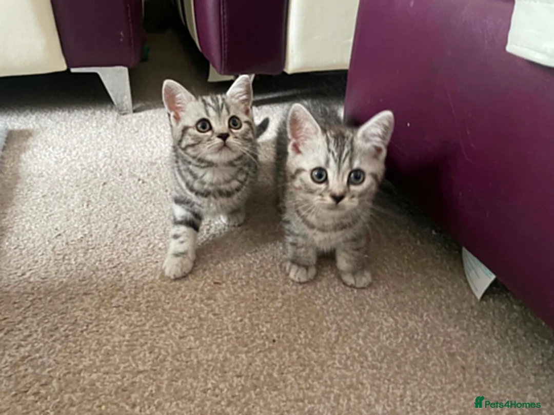 British Shorthair cats for sale: British Blue Shorthair Silver Tabby kittens - Advert 1