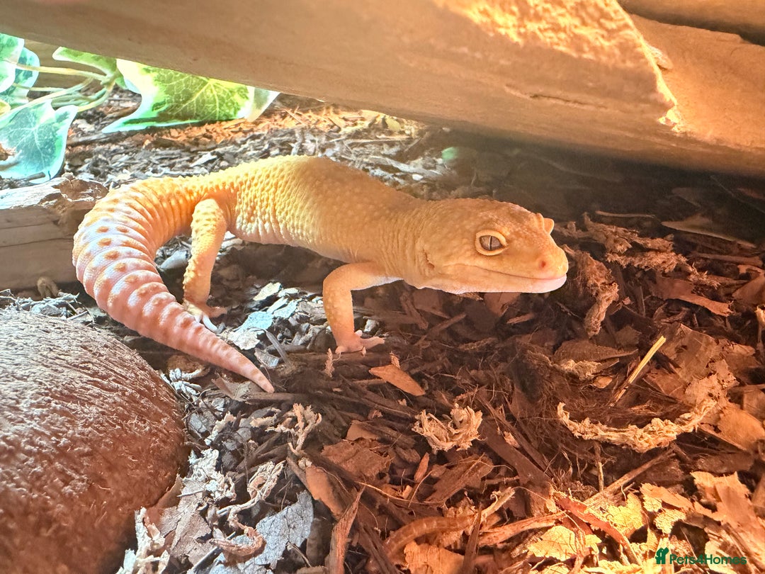 Leopard Gecko reptiles for sale: Leopard geckos  - Advert 3