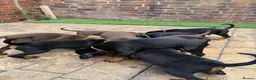 Dobermann dogs for sale: Quality Doberman Pups–Raised in a Busy Family Home - Advert 5