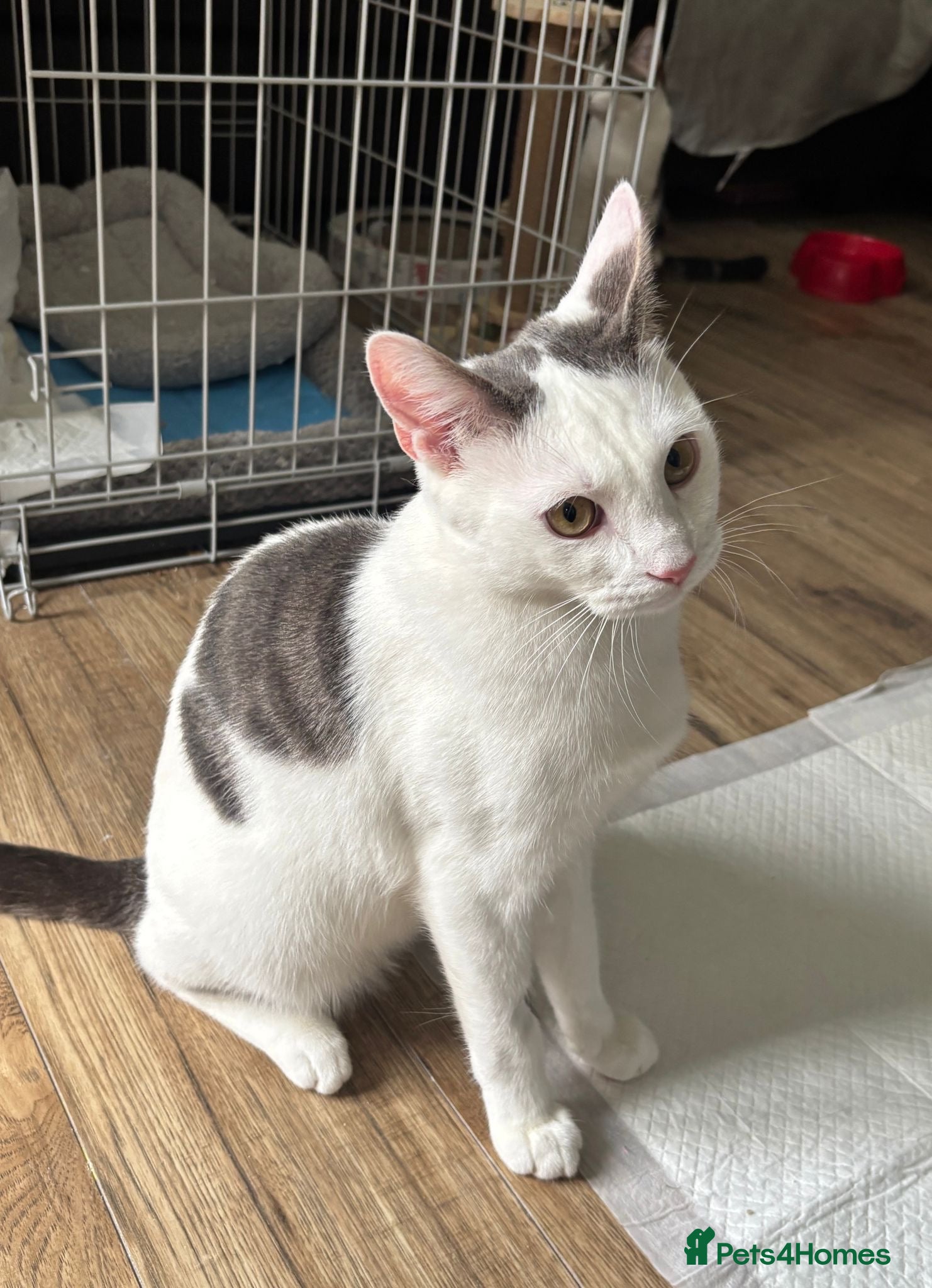 Domestic Shorthair cats Lap Cat Henry - Adopt Cats in Crisis East Ldn - Advert 1