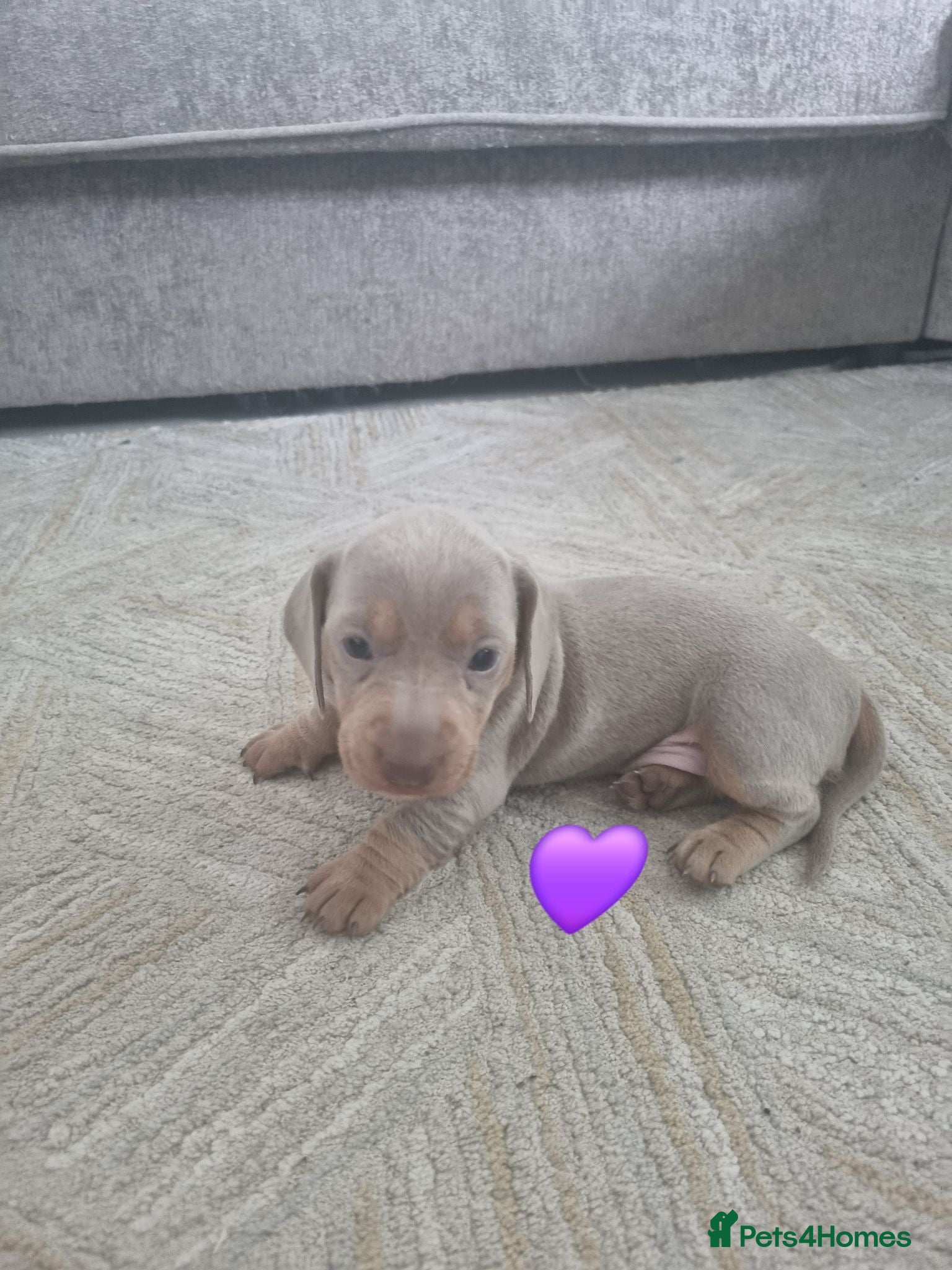 Dachshund dogs 1 left Miniature smooth daschund pups - Advert 16