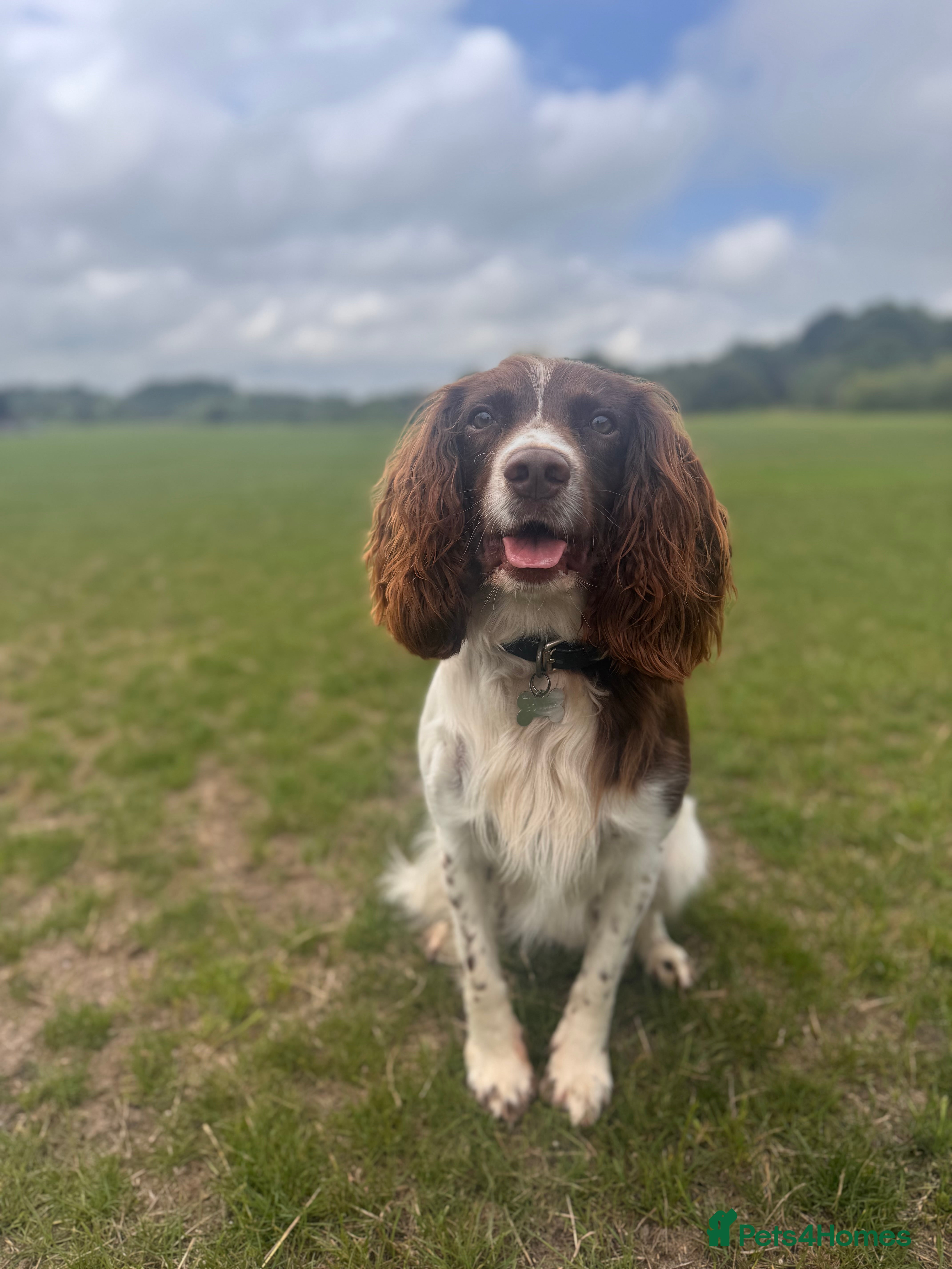 English Springer Spaniel dogs Balder  - Advert 2