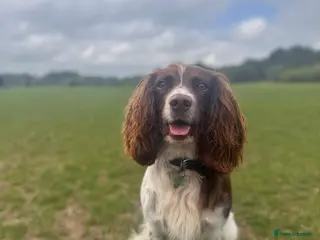English Springer Spaniel dogs Balder - Advert 2