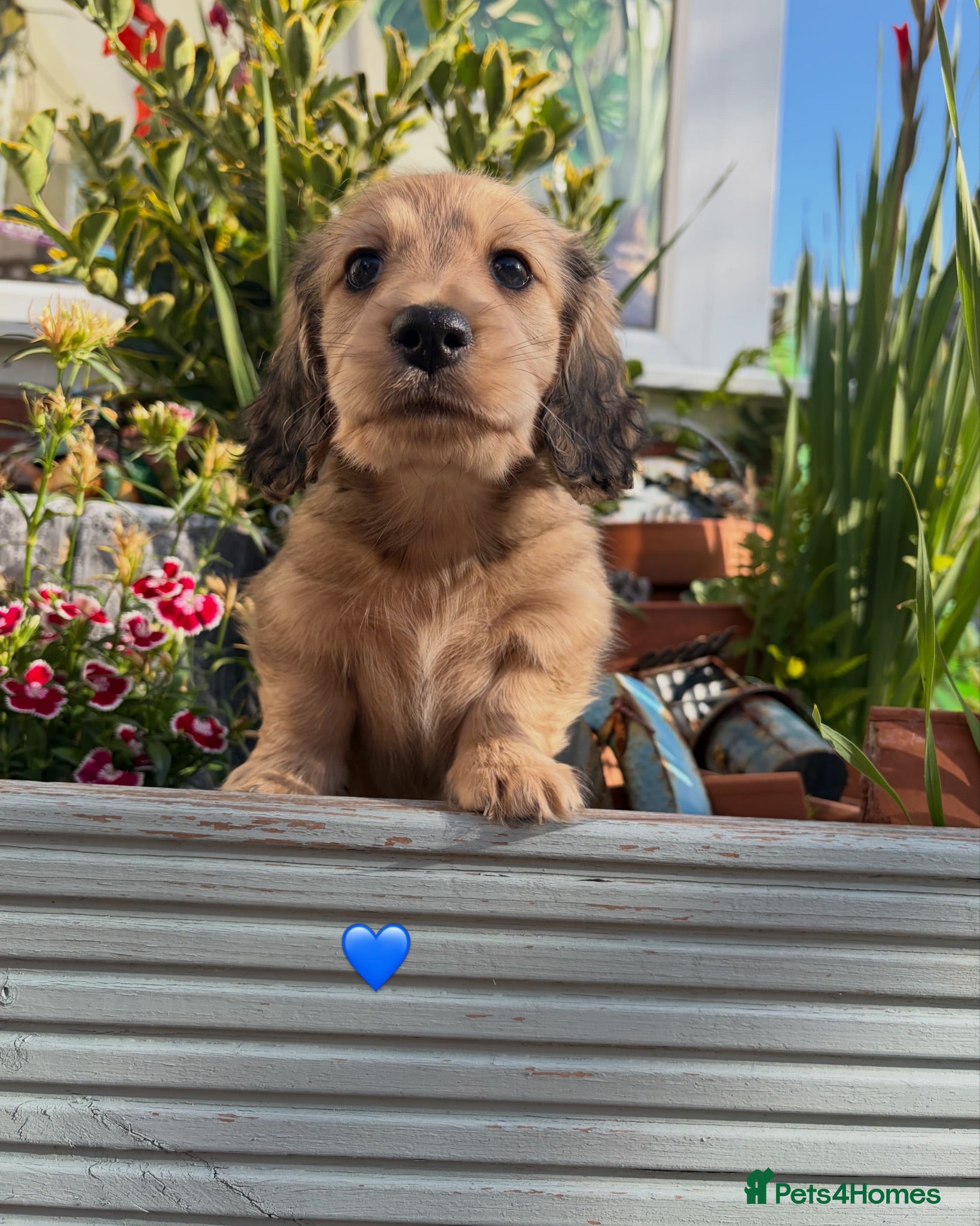 Miniature Dachshund dogs Kennel club registered mini LH Daschunds  - Advert 1