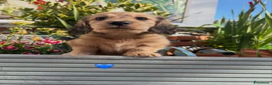 Miniature Dachshund 1