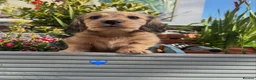 Miniature Dachshund dogs for sale: Kennel club registered mini LH Daschunds  - Advert 3
