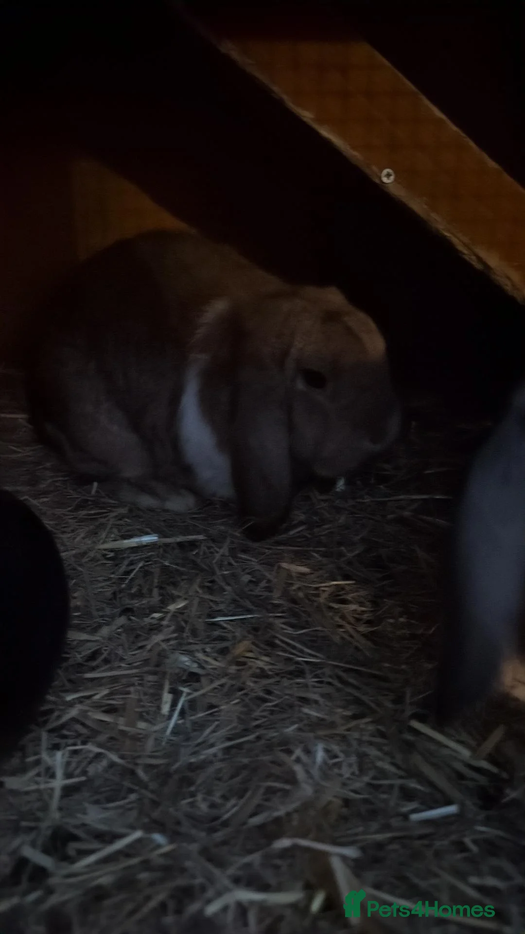 Mini Lop rabbits for sale: 2 male mini lops in Norwich - Advert 3