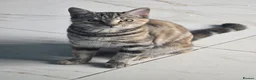 Mixed Breed cats for sale: 6 Month old kitten, female, tabby /ginger - Advert 5