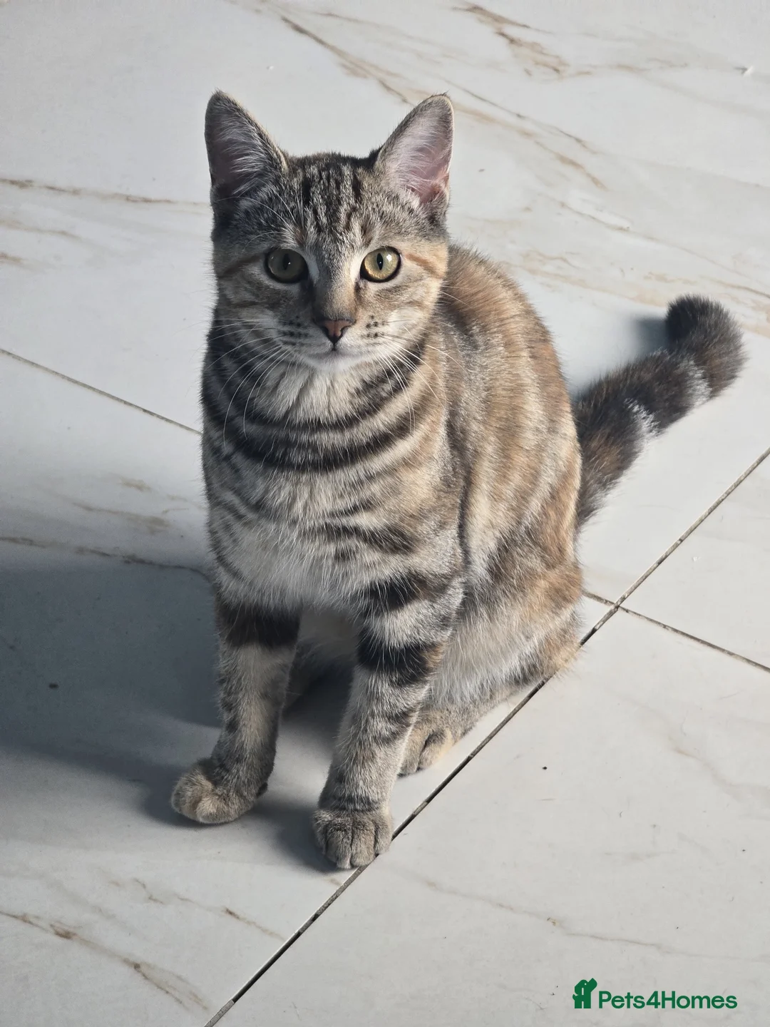 Mixed Breed cats for sale: 6 Month old kitten, female, tabby /ginger - Advert 5
