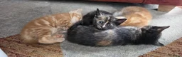 Mixed Breed cats for sale: 4 Beautiful kittens - Advert 8