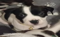 Staffordshire Bull Terrier dogs for sale: Staffie puppies for sale  - Image 15