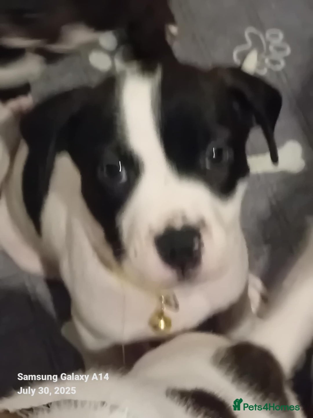 Staffordshire Bull Terrier dogs for sale: Staffie puppies for sale  - Image 15