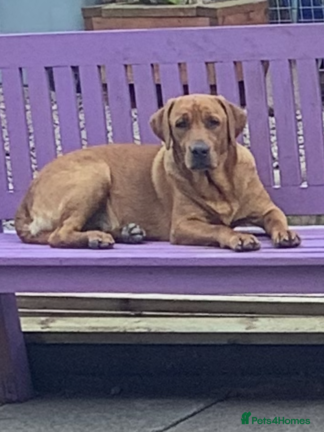 Labrador Retriever dogs for sale: LABRADOR PUPPIES  - Advert 9