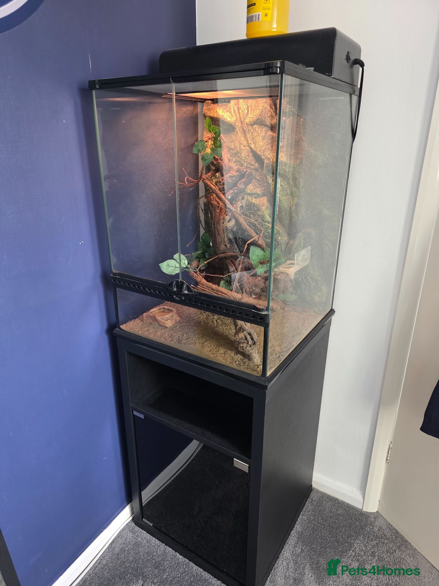 Gecko reptiles Gargoyle Gecko and full set up for sale - Advert 1