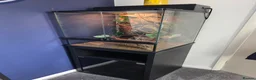 Gecko reptiles for sale: Gargoyle Gecko and full set up for sale in Northampton - Advert 1