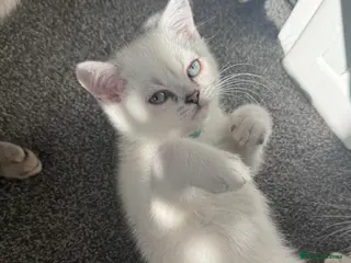 Scottish Fold cats Blue pointed Scottish straights (blue eyes) - Advert 11