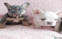French Bulldog dogs for stud: 5 PANEL HEALTH CLEAR CHARLIE VERY WELL PROVEN! - Image 14