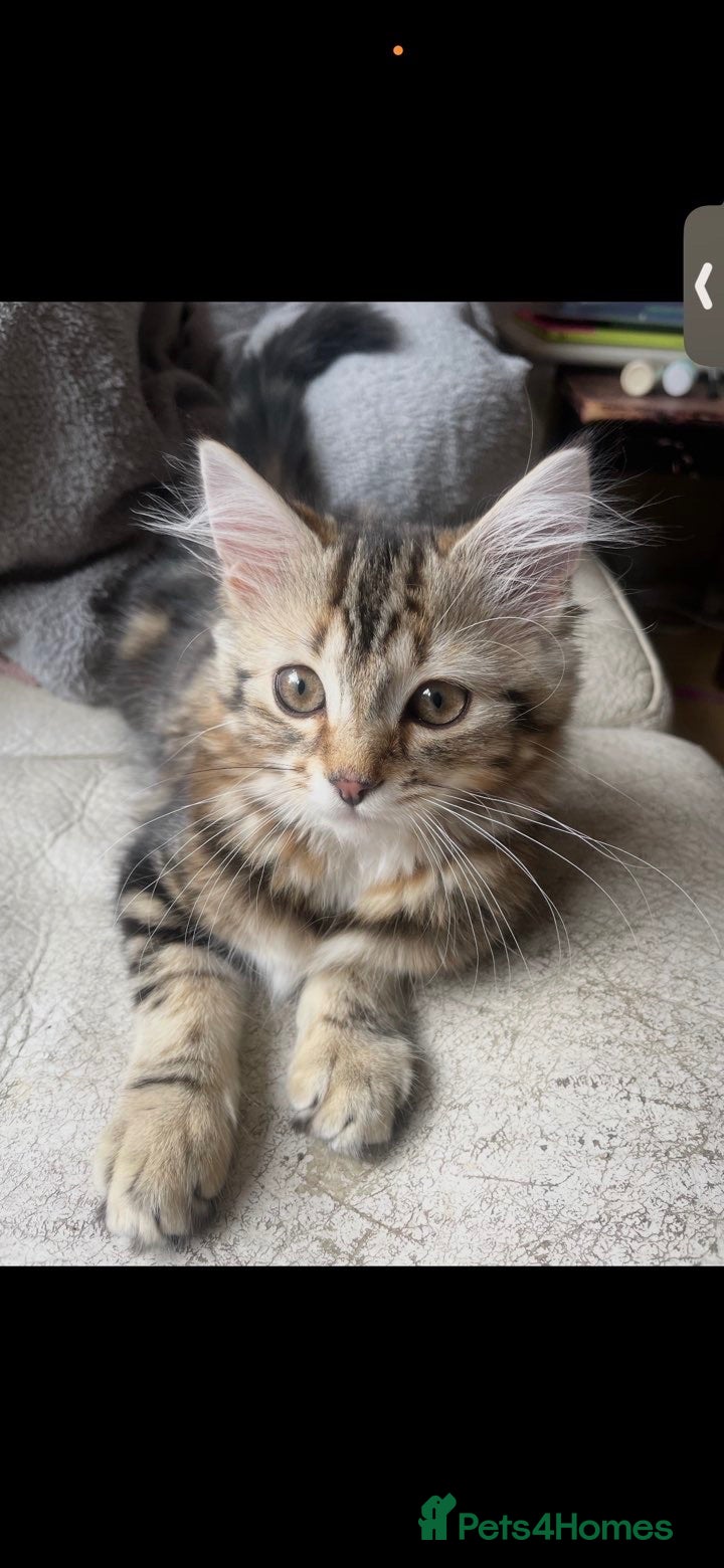 Mixed Breed cats Bengal mixed Female  - Advert 1