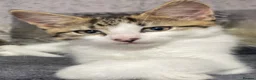 Norwegian Forest Cat cats for sale: Norwegian Forrest Cat mix bread  - Advert 10