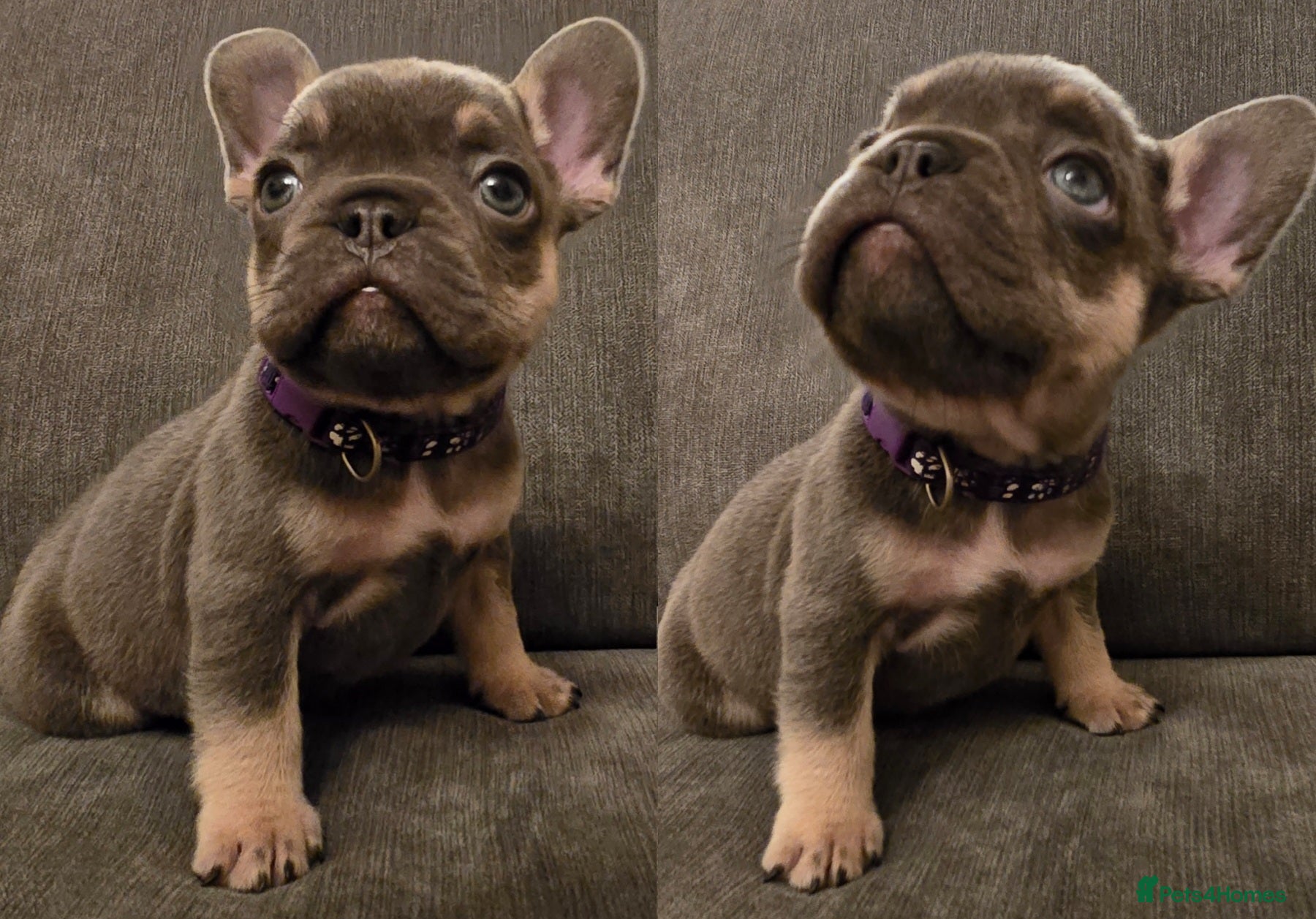 French Bulldog dogs 🌟 Last puppy remaining 🌟  - Advert 4