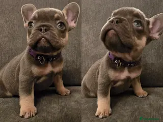 French Bulldog dogs 🌟 Last puppy remaining 🌟 - Advert 4
