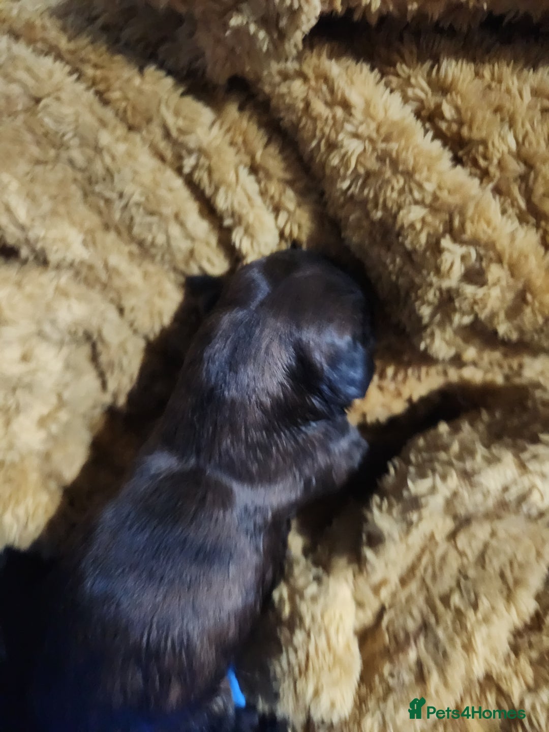 Mixed Breed dogs for sale: ​Beautiful Golden Retriever x Spaniel Pups - Advert 3