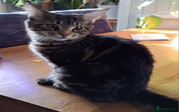 Maine Coon cats for sale: Purebred Maincoon Kitten - Image 3