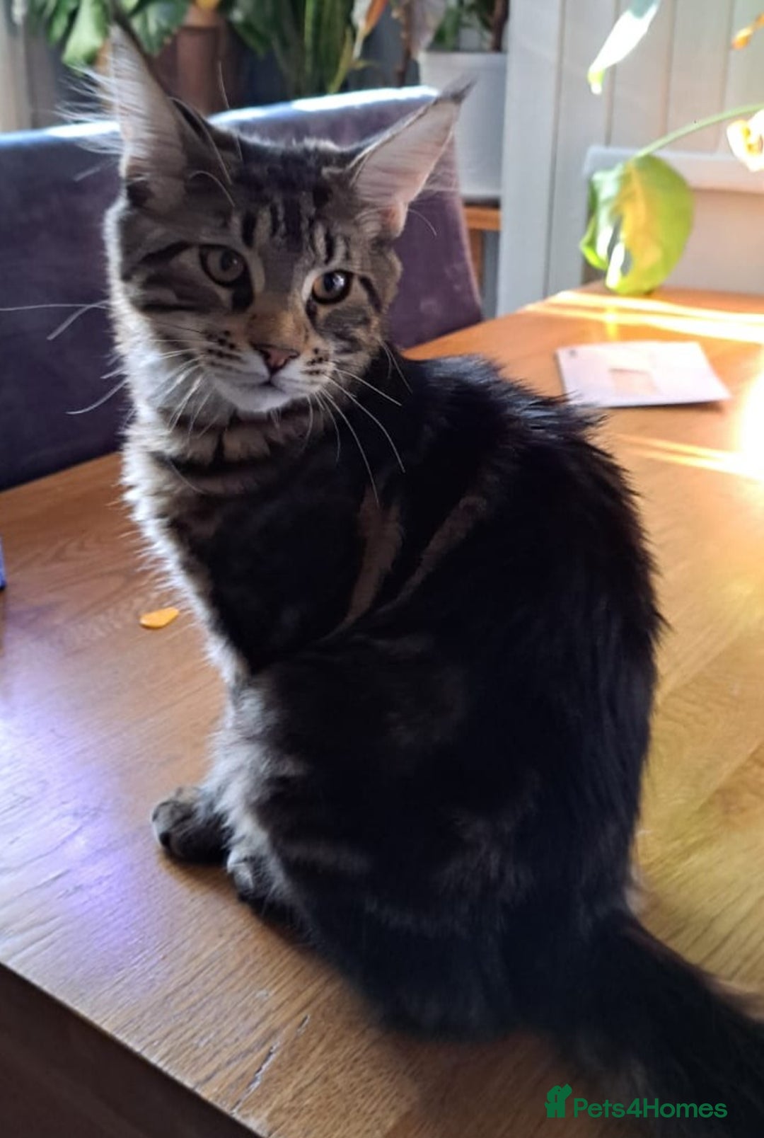 Maine Coon cats for sale: Purebred Maincoon Kitten - Image 3