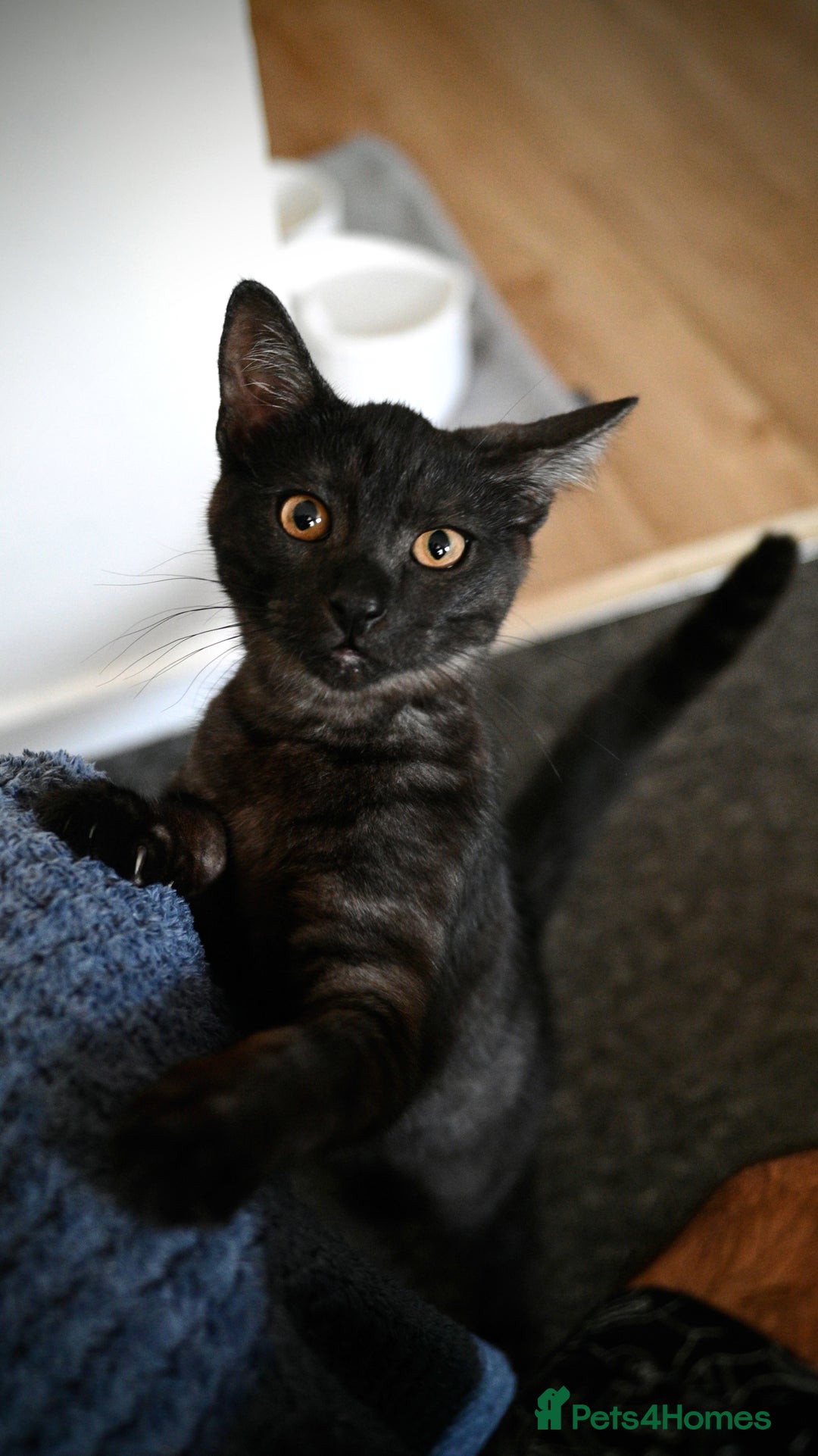 Mixed Breed cats for sale: Beautiful British Shorthair Mixed Kittens🐾 - Image 6