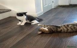 Domestic Shorthair cats for sale: Beautiful Grey & White Kitten for Sale - Image 7