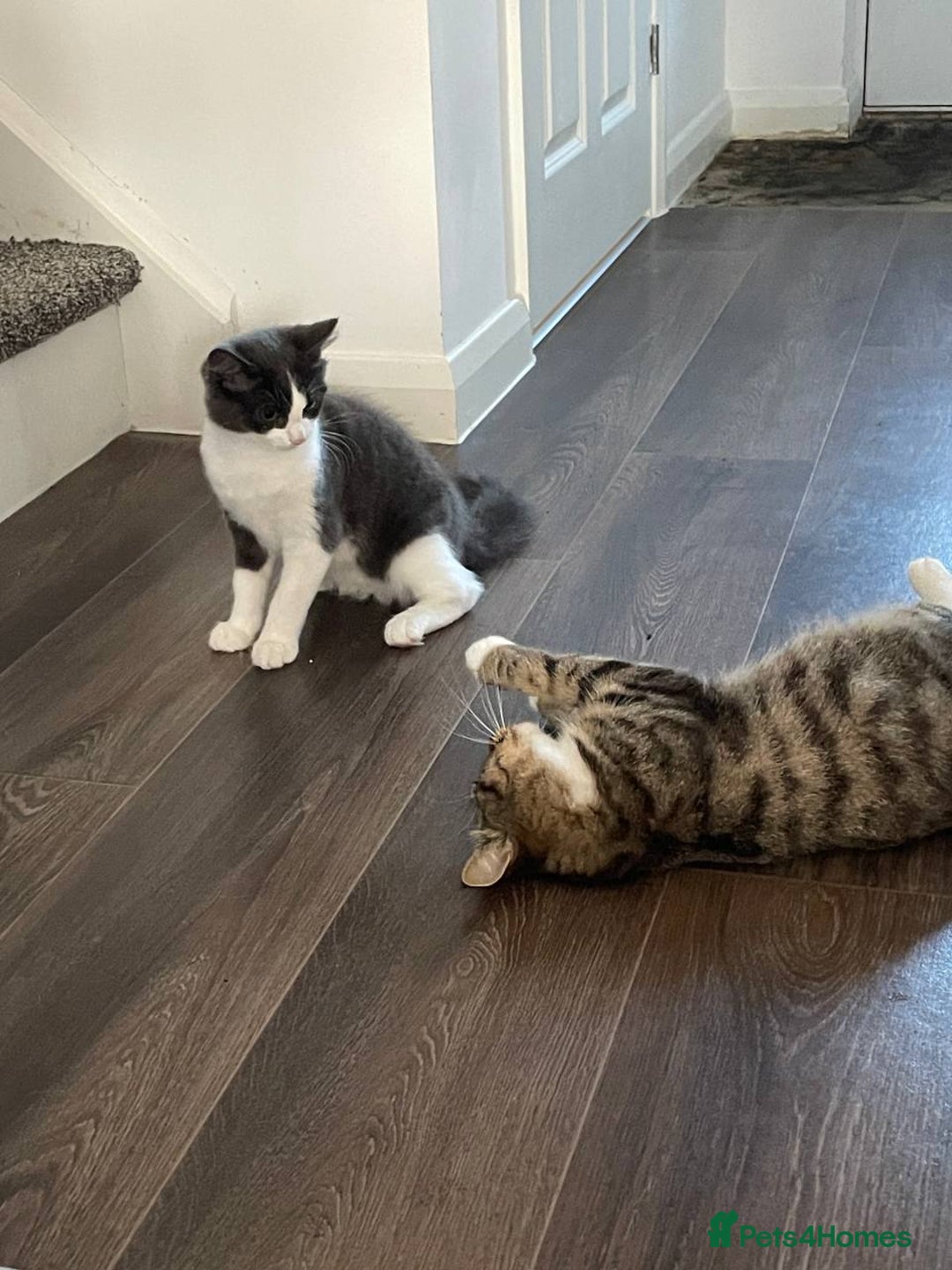 Domestic Shorthair cats for sale: Beautiful Grey & White Kitten for Sale - Image 7