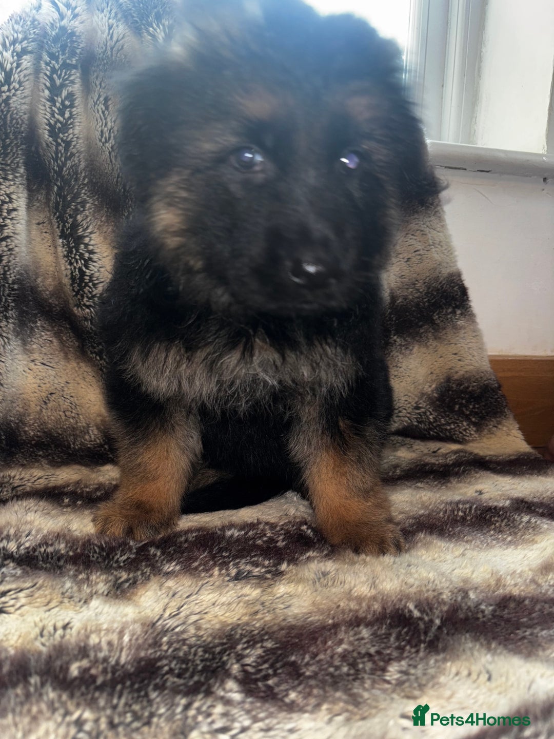 German Shepherd dogs for sale: 5 beautiful German Shepard puppies for sale  - Advert 8