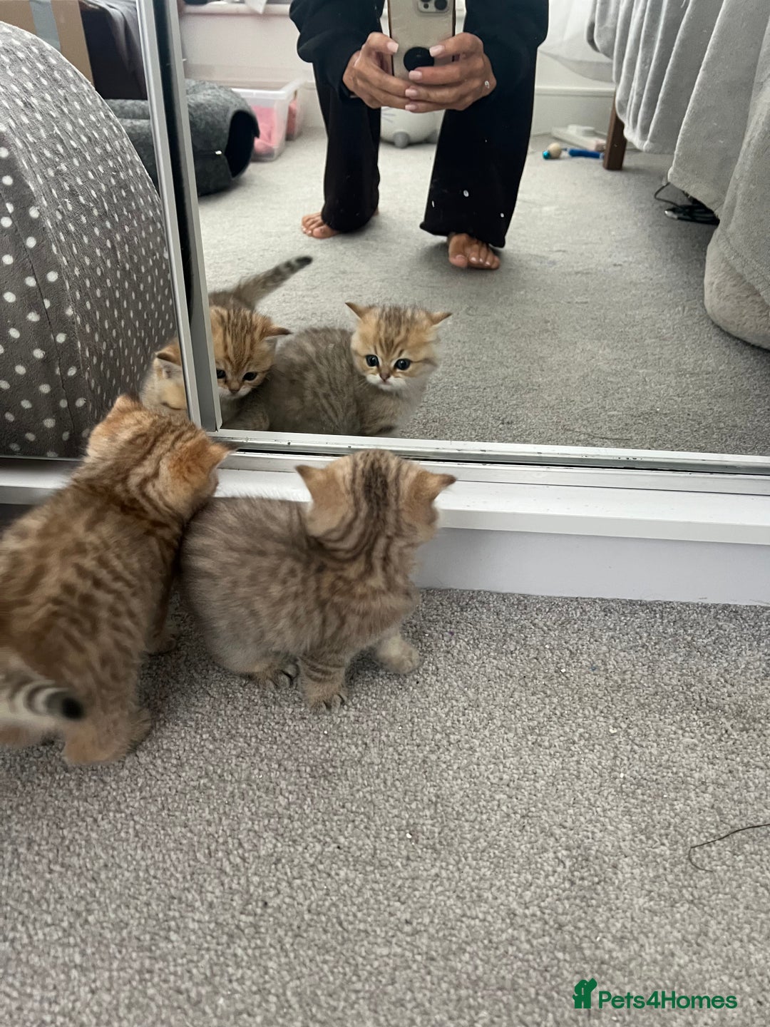 British Shorthair cats for sale: Two golden British Shorthair females - Advert 12