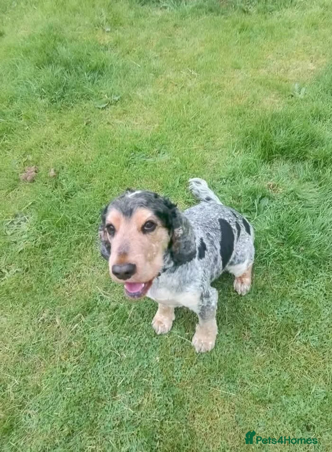 Cocker Spaniel dogs for sale: Cocker spaniel  - Advert 1
