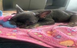 French Bulldog dogs for sale: French bulldog - Image 15