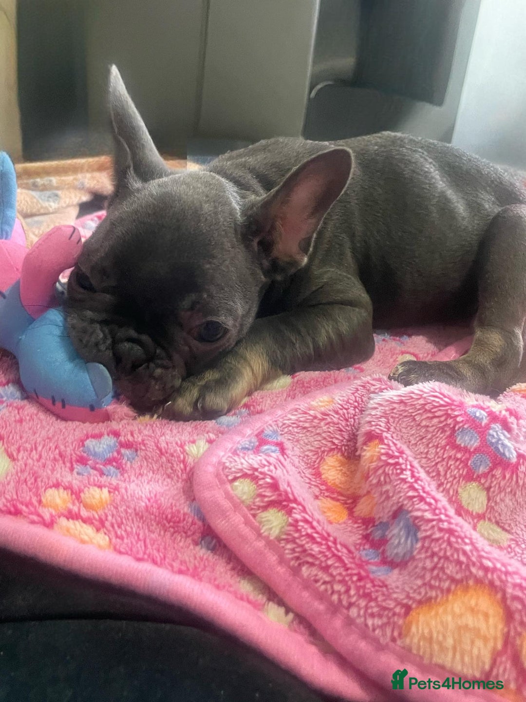 French Bulldog dogs for sale: French bulldog - Image 15