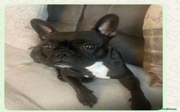 French Bulldog dogs for sale: French Bulldog puppies  - Image 1