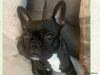 French Bulldog dogs - Advert 1