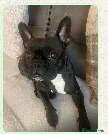 French Bulldog dogs - Advert 1