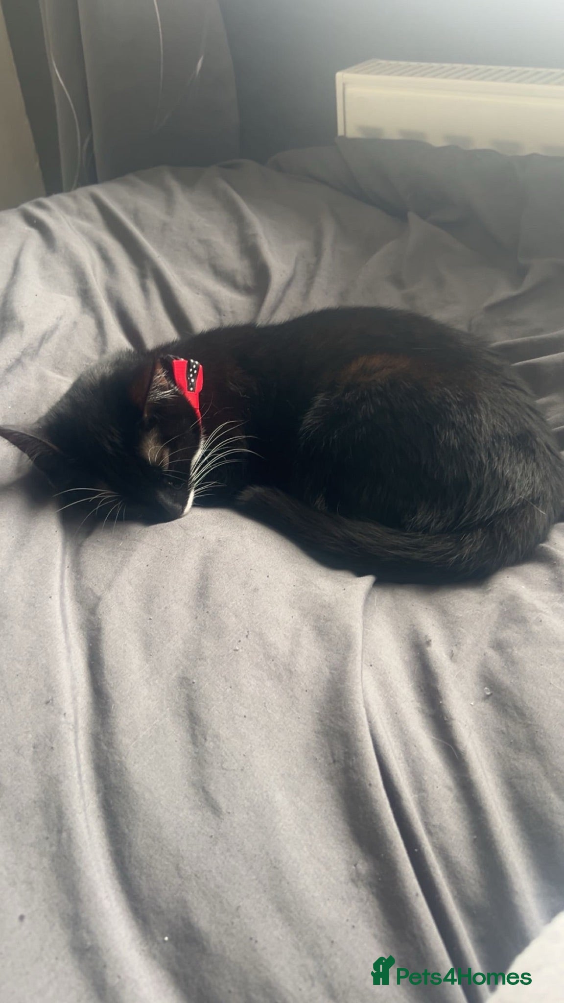 Mixed Breed cats Narla kitten  - Advert 1