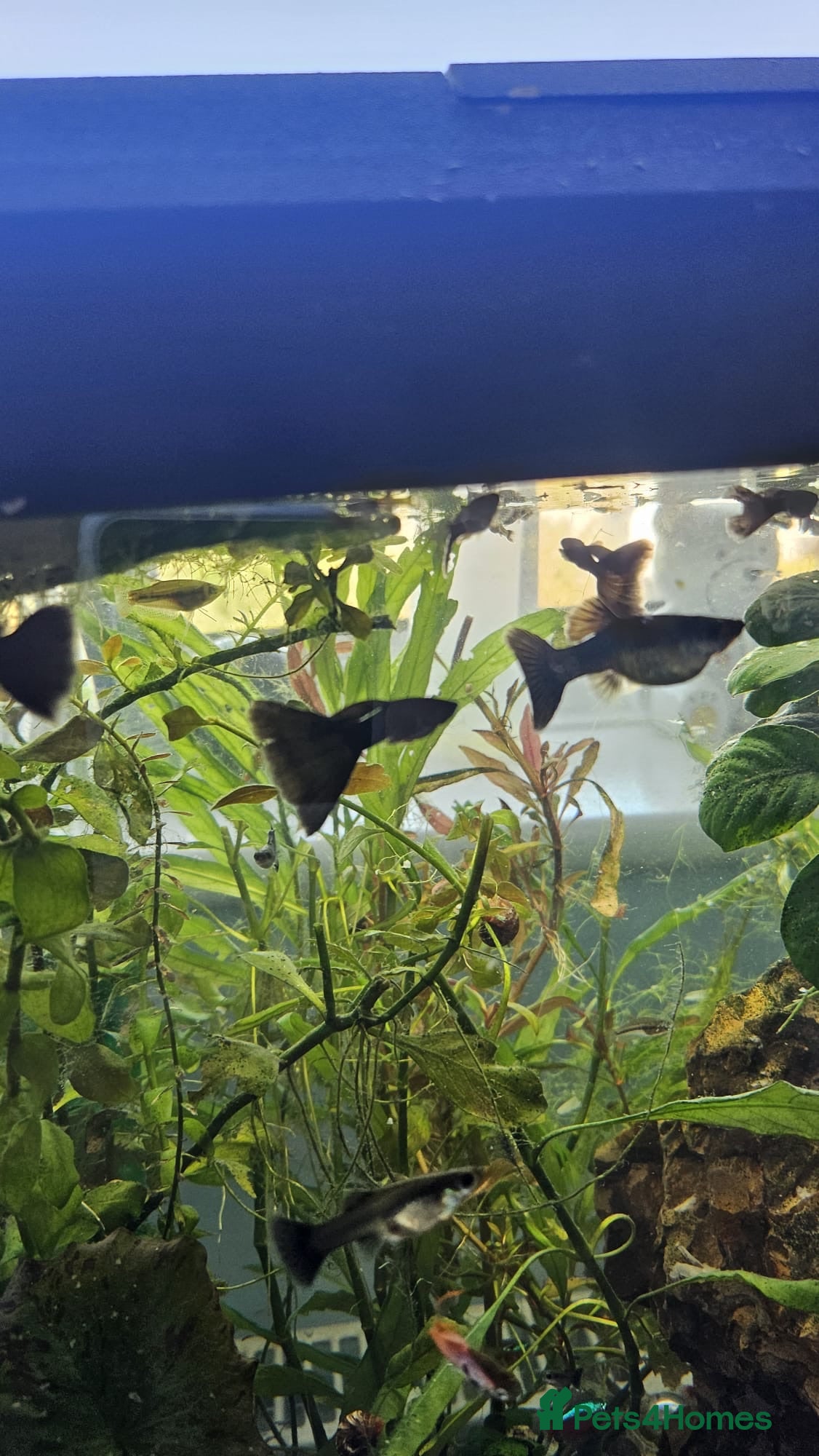Other/Mixed Breed fish Black Moscow Guppies mixed sex - Advert 2
