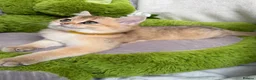 British Shorthair cats for sale: Adorable British Shorthair golden kittens   - Advert 21