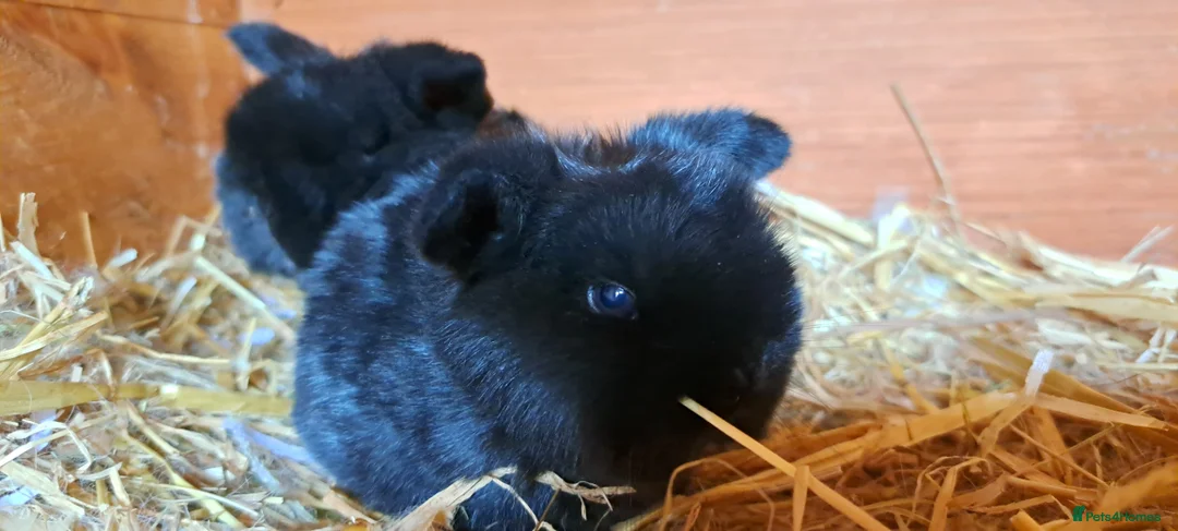 Mini Lop rabbits for sale: Adorable Pure Bred Mini Lops 🥰🐰 - Advert 2
