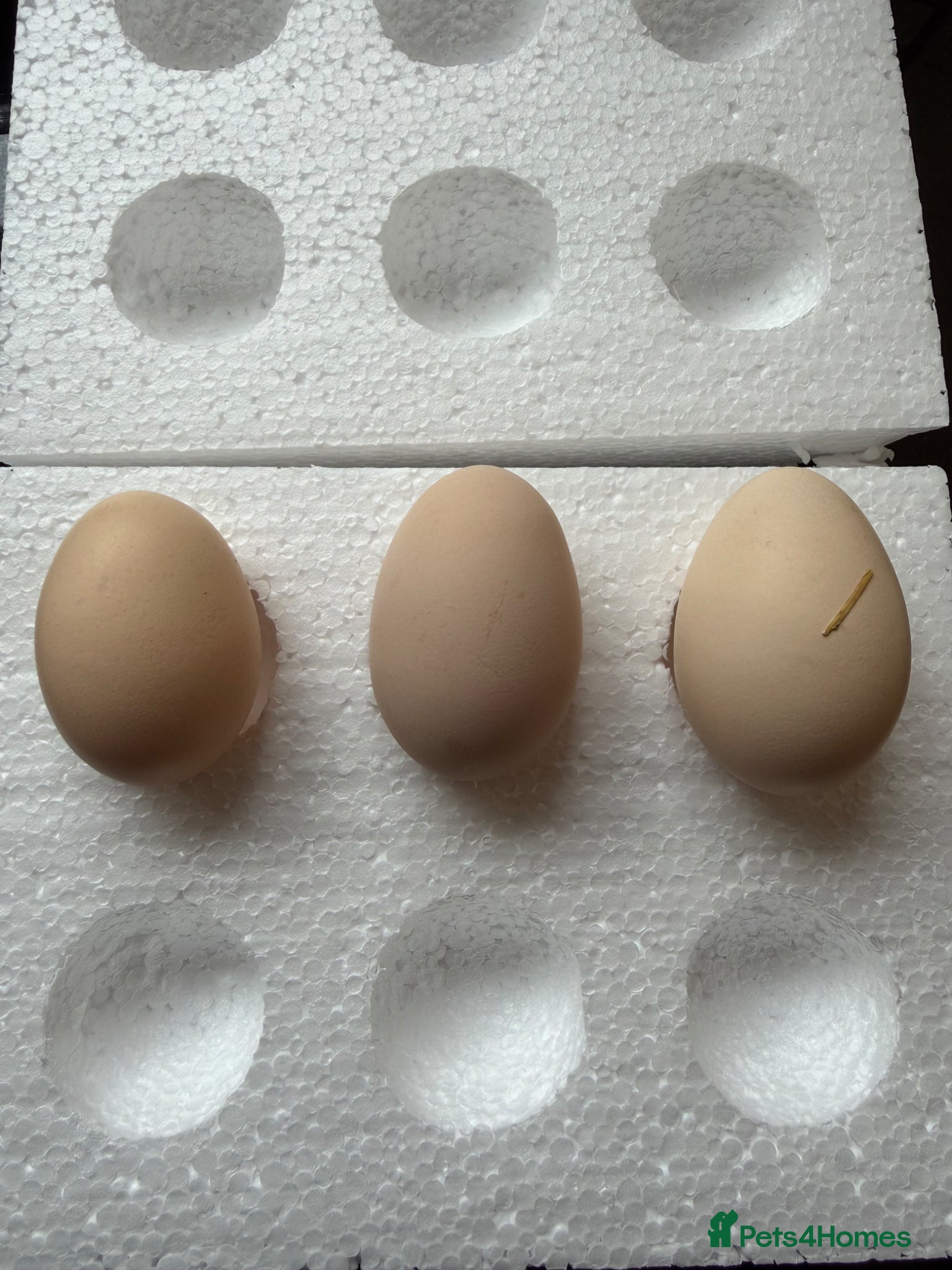 Hens poultry Light Sussex Hatching Eggs x6 - Advert 1