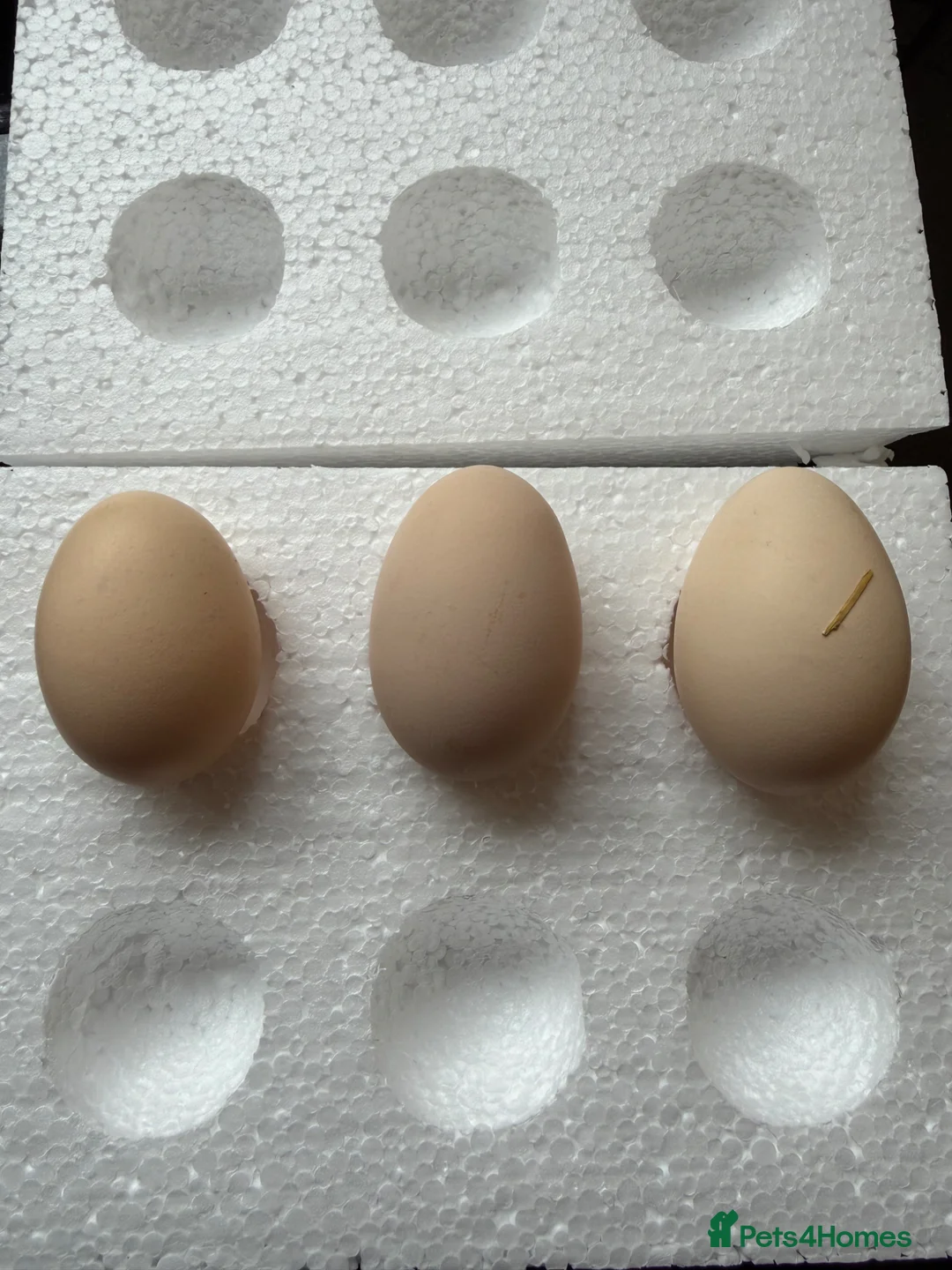 Hens poultry for sale: Light Sussex Hatching Eggs x6 - Advert 1